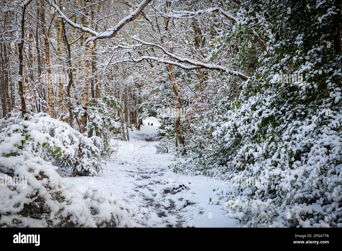 Birkenhead, Großbritannien - März 10 2023: Snowy Scene on a Woodland Path, Bidston Hill, Wirral. Stockfoto