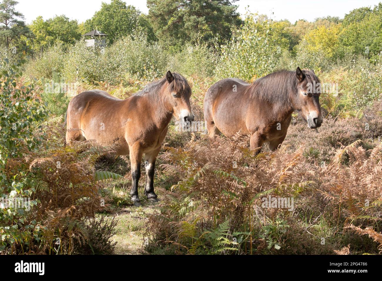 Exmore Ponies, Equus ferus caballus, im Wald Stockfoto