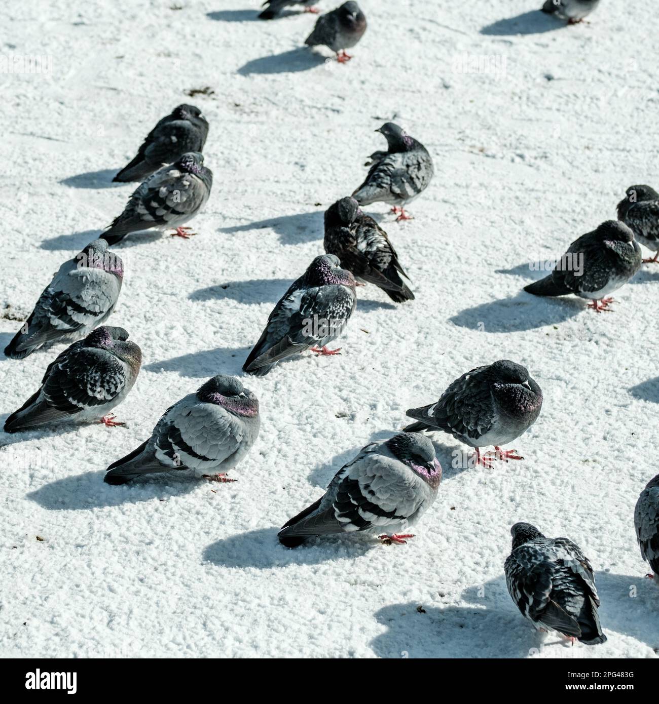 Stavanger, Norwegen, März 10 2023, Eine Herde wilder Tauben auf schneebedeckten Boden in Winter Downtown Stavanger ohne Menschen Stockfoto