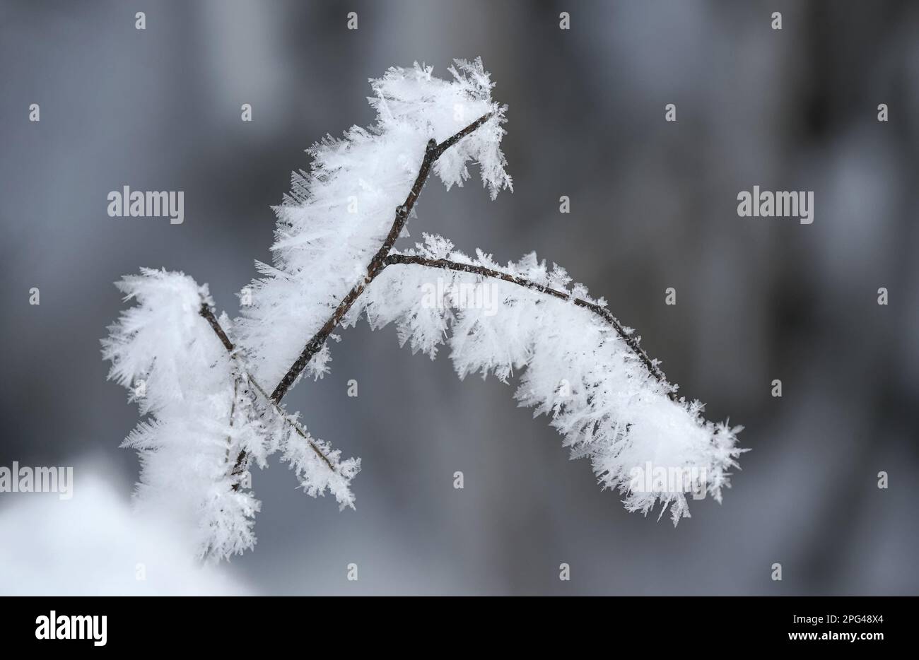 Kleiner Zweig mit Schnee- und Eiskristallen bedeckt, Nahaufnahme mit geringer Tiefe des Feldes im Winter Stockfoto
