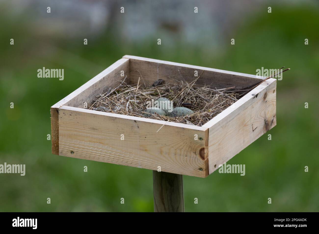Sturmmöwe, Gelege, Nest in einer Kiste, die als Bruthilfe aufgestellt ist, Ei, Eier, Sturm-Möwe, Möwe, Sturmmöve, Sturm-Möve, Möwen, Larus canus, ich Stockfoto