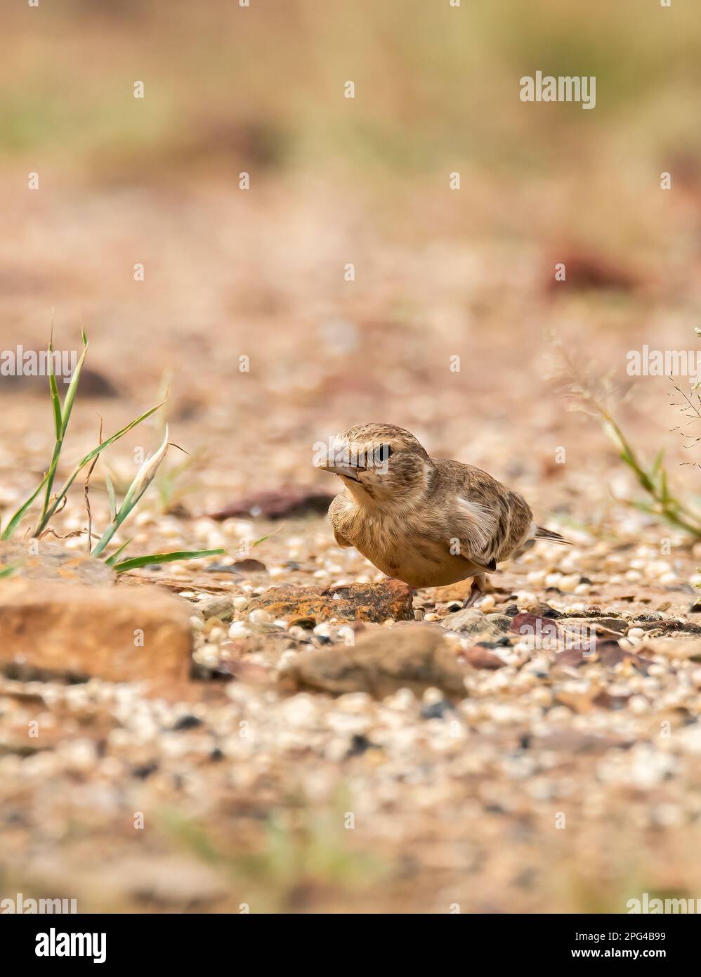 Ein Ashy-gekrönter Sparrow Lark, der sich auf dem Boden in der Nähe eines Tempels am Stadtrand von Bhuj, Gujarat, auch bekannt als Greater Rann of Kutch, von Getreide ernährt Stockfoto