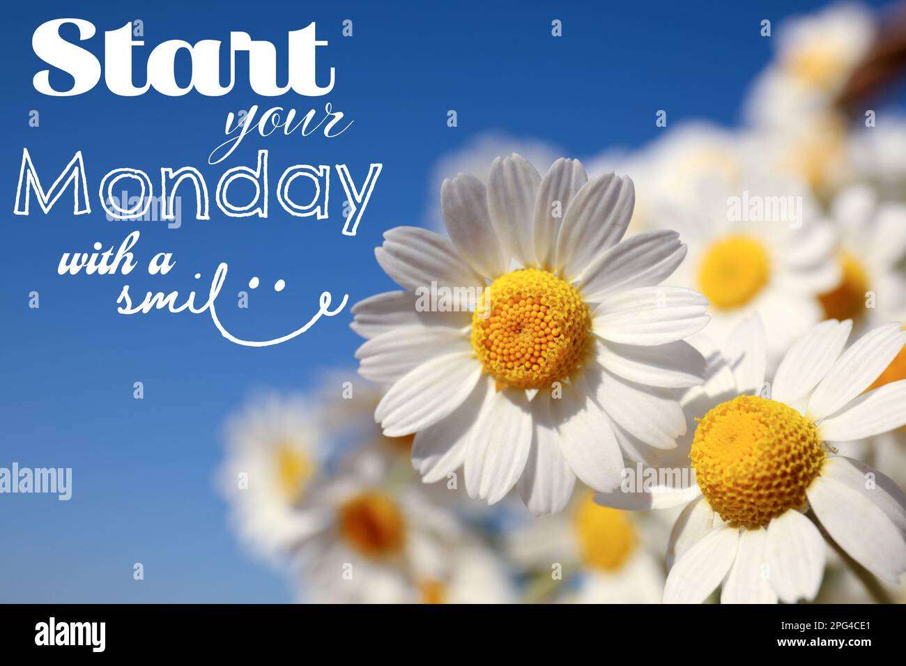 Motivierendes Zitat Beginnen Sie Ihren Montag mit einem Lächeln und wunderschönen blühenden Kamillen im Freien an sonnigen Tagen Stockfoto