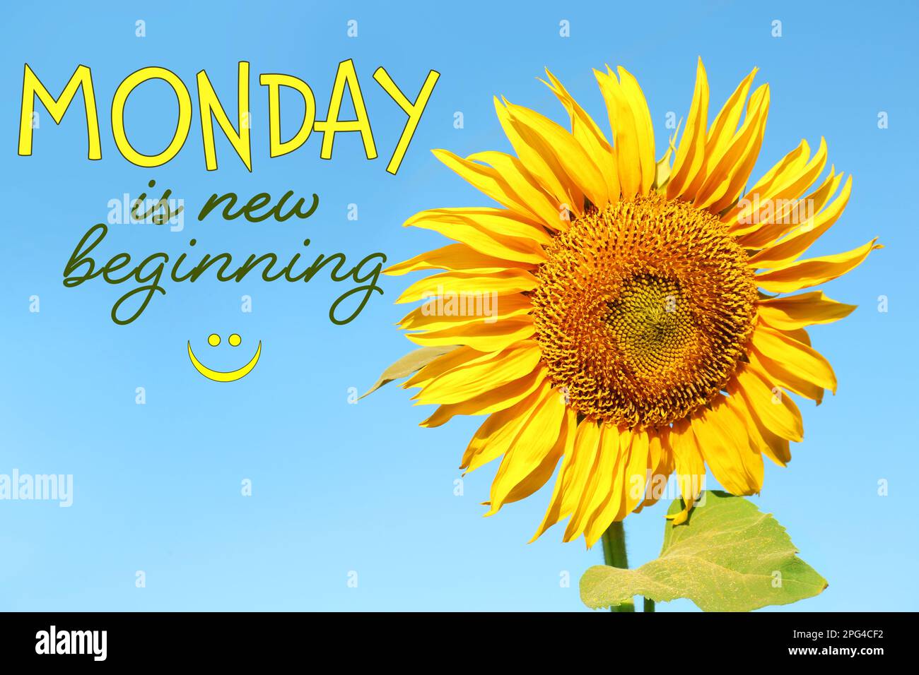 Motivational Quote Monday ist der Neuanfang und wunderschöne Sonnenblumen im Freien an sonnigen Tagen Stockfoto