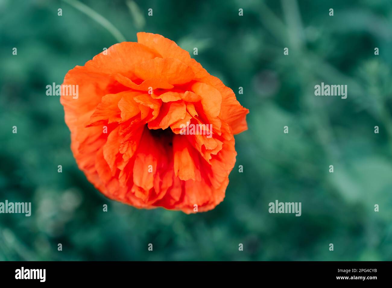 Nahaufnahme des selektiven Fokus einer Rotfeldblüte Papaver, die im Spätwohnling auf einem Feld blüht Stockfoto