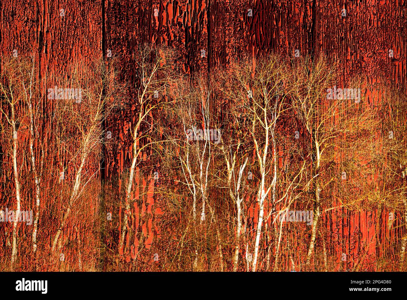 Doppelt belichtet, Bäume und eine verwitterte rote Tür Stockfoto