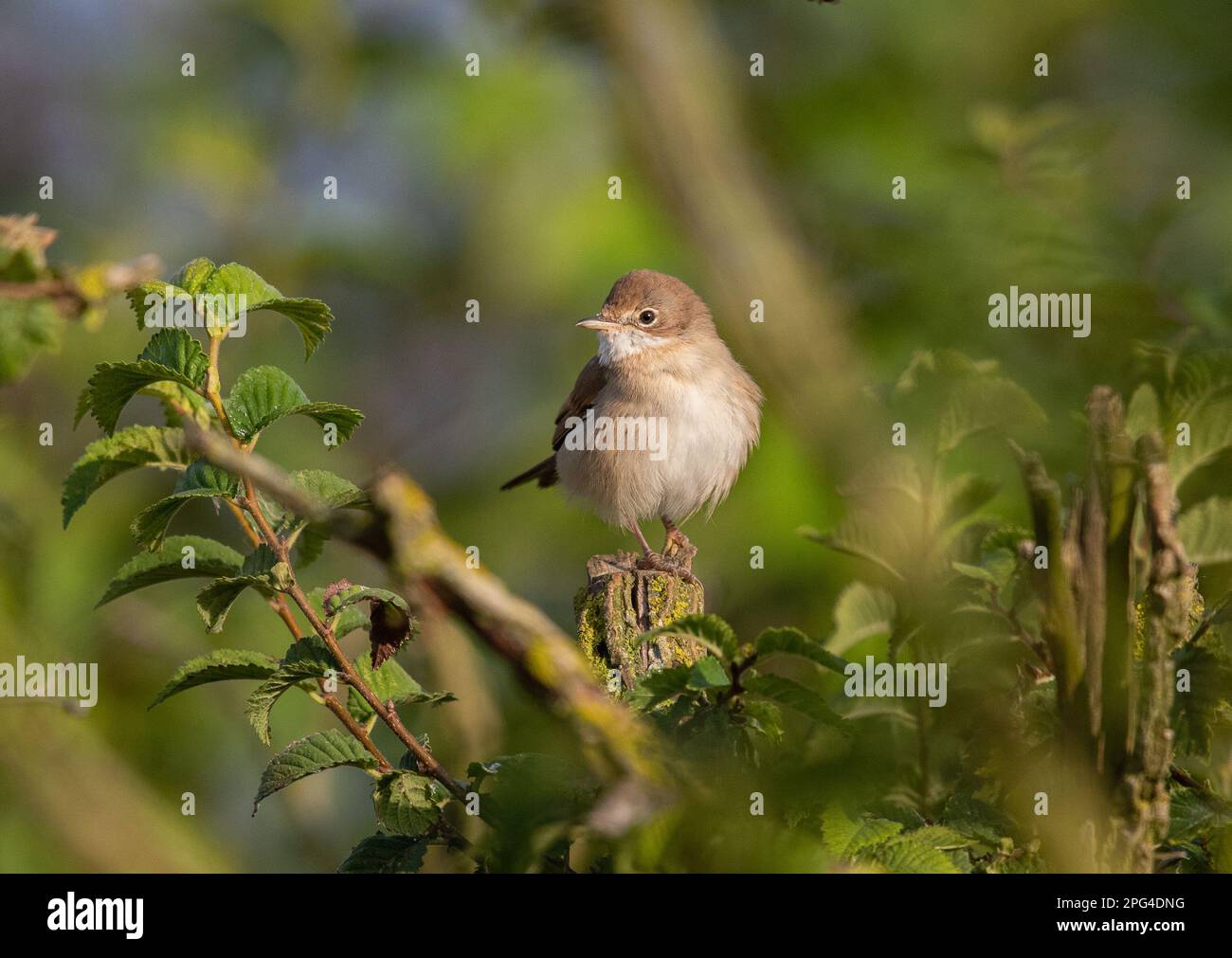 Ein Weißer Hals (Curruca communis), der in seinem natürlichen Lebensraum für die Kamera posiert. Suffolk, Großbritannien Stockfoto