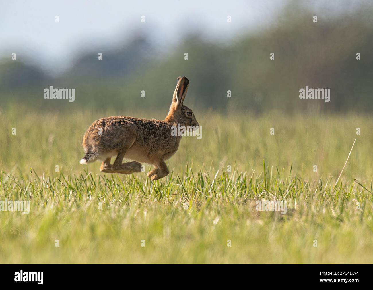 Ein agiler Braunhaar ( Lepus europaeus), der in die Luft springt. Hüpft, alle vier Beine über den Boden, über eine Wiese. Suffolk, Großbritannien Stockfoto