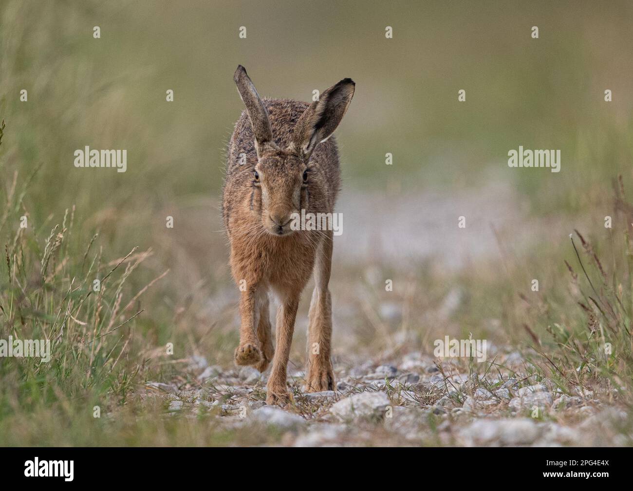 Eine detaillierte Nahaufnahme eines wilden Braunhaars ( Lepus europaeus) mit großen Ohren, der auf einer Bauernstrecke in Suffolk, Großbritannien, in Richtung Kamera läuft. Stockfoto