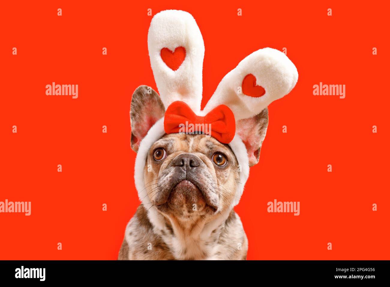 Süßer französischer Bulldog mit Osterhasen-Kopfband und Herzen auf rotem Hintergrund Stockfoto