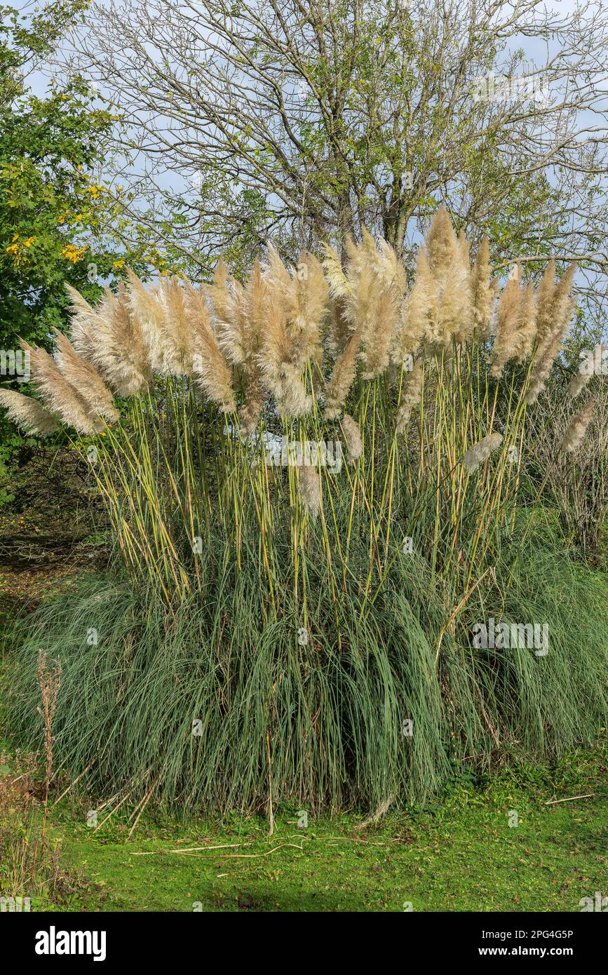 Pampas Grass (Cortaderia selloana), eine blühende hohe Grasblütenpflanze, die in Südamerika heimisch ist, Stockfoto Stockfoto