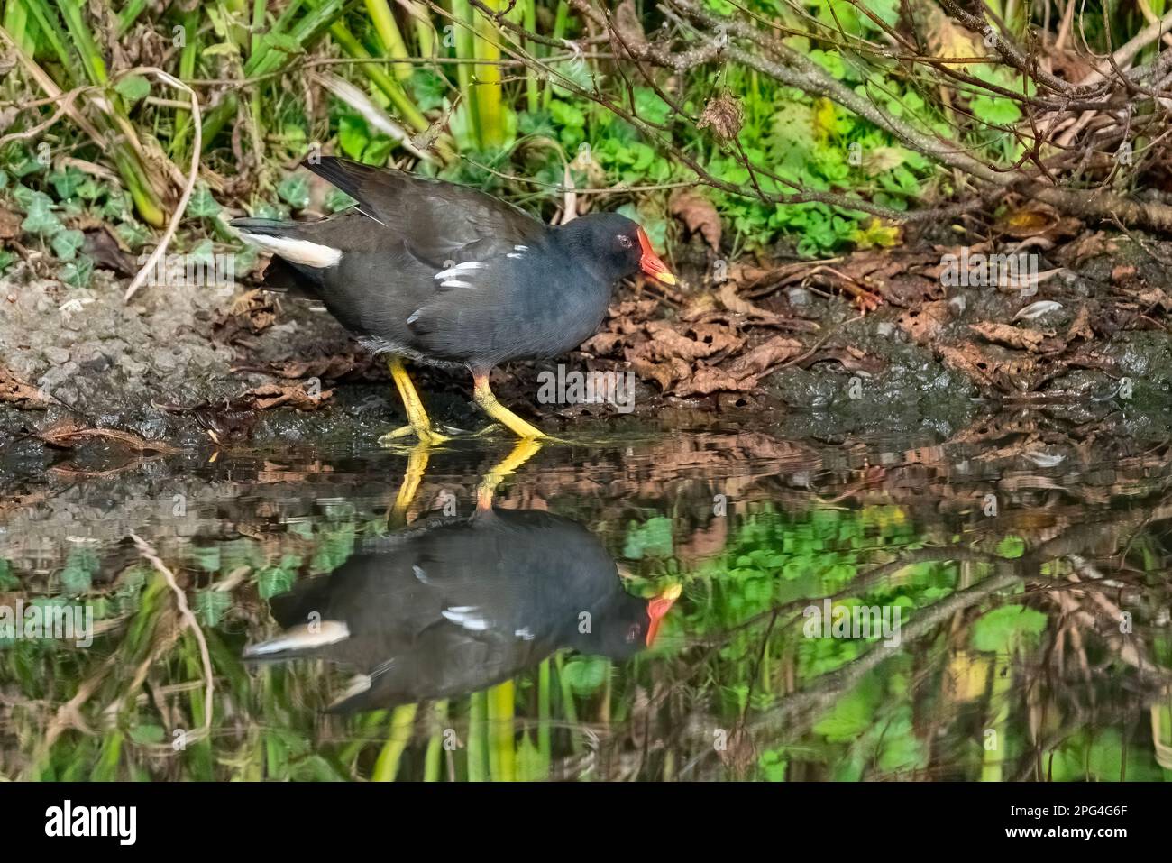 Moorhen (Gallinula chloropus) ein gewöhnlicher Wasservögel mit rotem Schirm und grünen Beinen, der in Teichen, Seen, Bächen und Flüssen, oft als Sumpf bezeichnet, zu finden ist Stockfoto