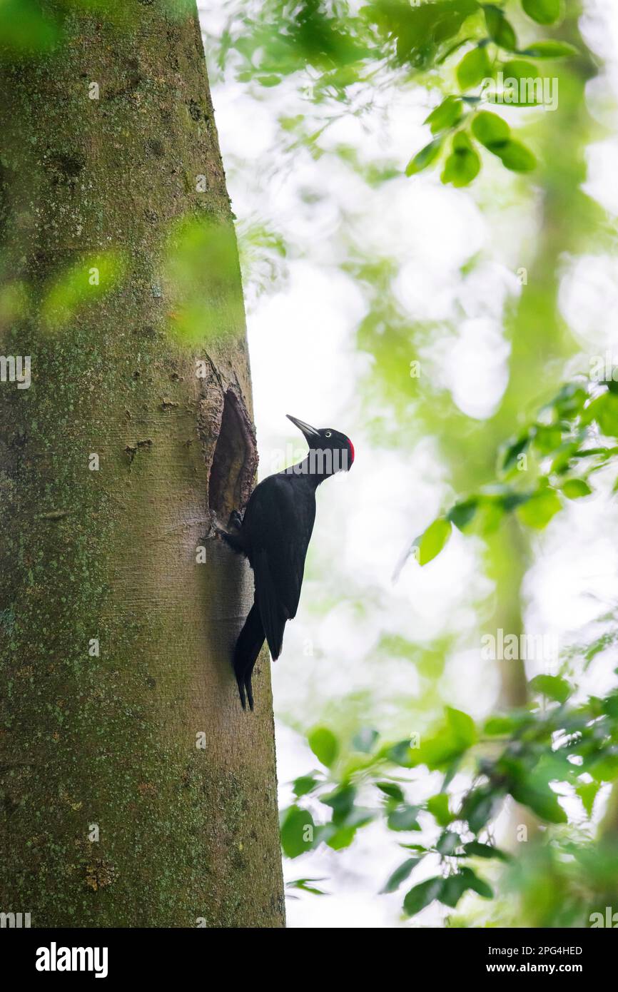 Schwarzspecht (Dryocopus martius) Weibchen am Nestloch in der Buche im Wald im Frühjahr Stockfoto