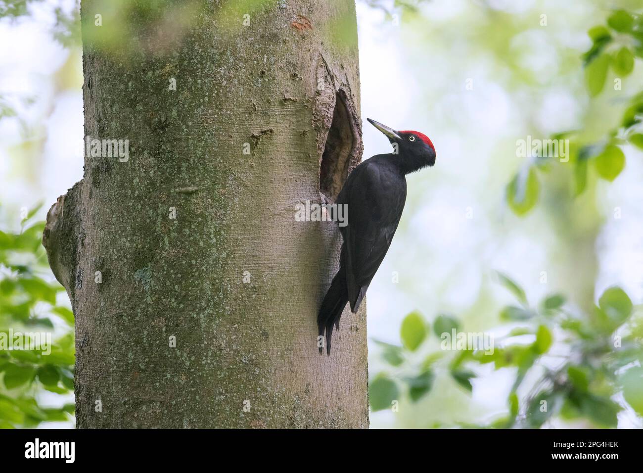 Schwarzspecht (Dryocopus martius) Männchen am Nestloch in der Buche im Wald im Frühjahr Stockfoto