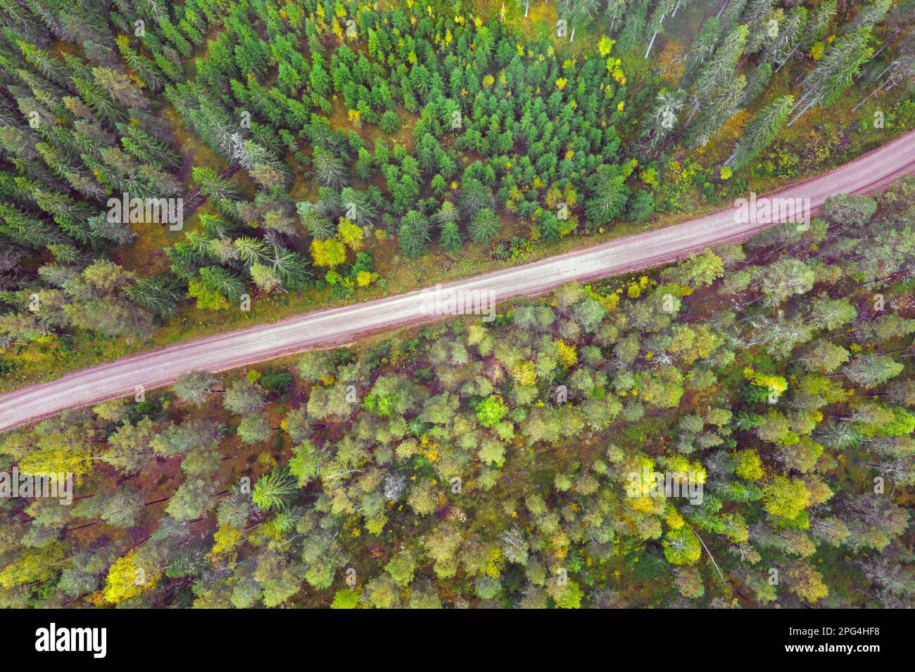 Luftaufnahme über Nadelbäume und trostlose Schotterstraße durch Fichtenwälder im Herbst/Herbst, Dalarna, Schweden, Skandinavien Stockfoto