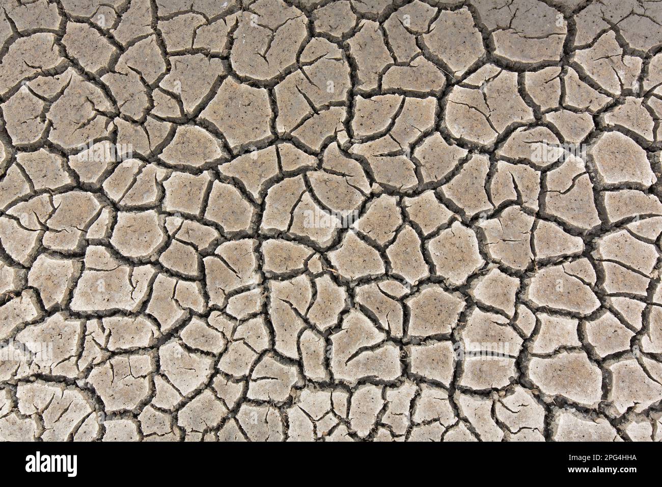 Abstraktes Muster von trockenem, rissigem Schlamm in trockenen Feuchtgebieten, verursacht durch längere Trockenheit im Sommer bei hohen Witterungsbedingungen Stockfoto