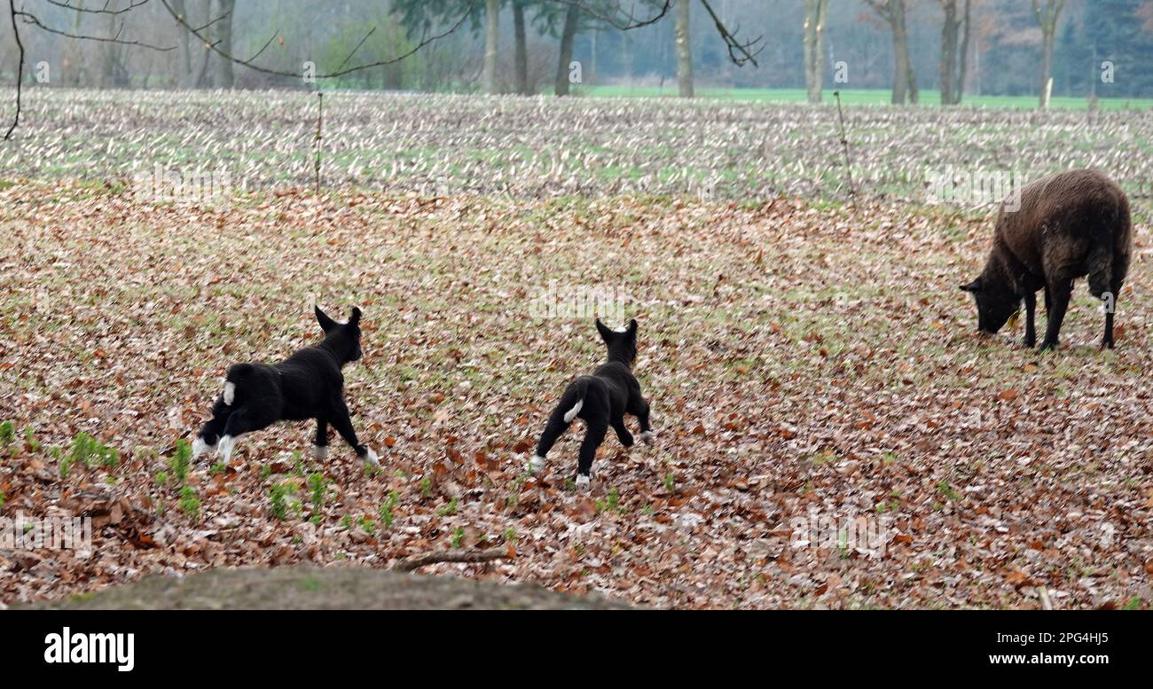 Zwei schwarze Lämmer laufen zurück zur Mutter. Fotografen-Alarm! Stockfoto