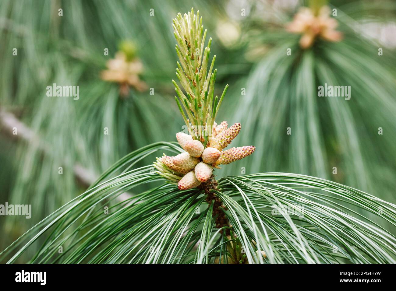 Junge Zapfen auf pinus nigra, österreichische Kiefer oder schwarze Kiefer. Wunderschönes Bokeh mit langen Nadeln. Naturgestaltungskonzept. Pinienblüten in Wald, Park, Natur Stockfoto