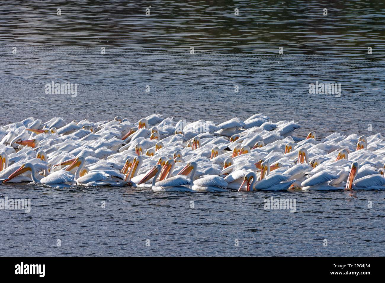 Mehrere wandernde weiße Pelikane schwimmen eng zusammen und fischen in einem flachen Teil des Sees im Hiwassee Wildlife Refuge in Tennessee bei Sonne Stockfoto