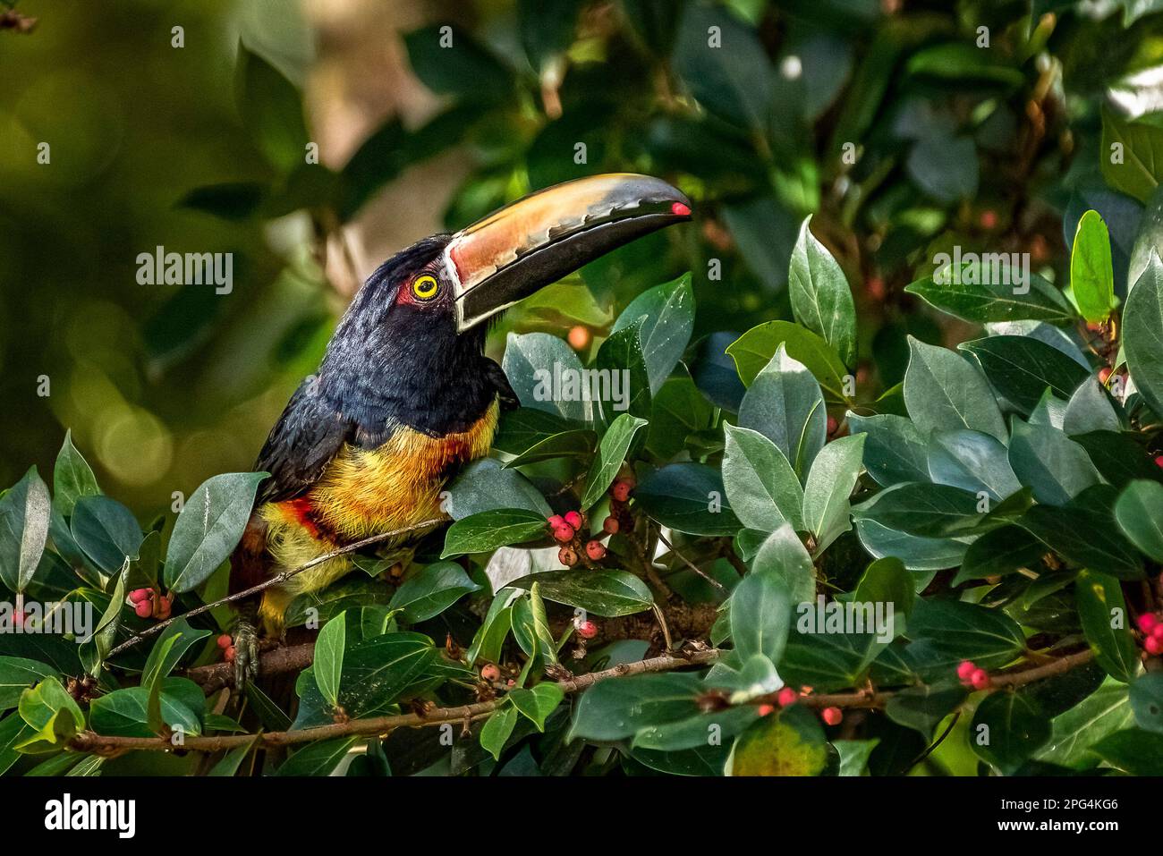 Arassari mit Kragen, die Beeren auf Baumbildern fütterte, die im Regenwald von Panama aufgenommen wurden Stockfoto