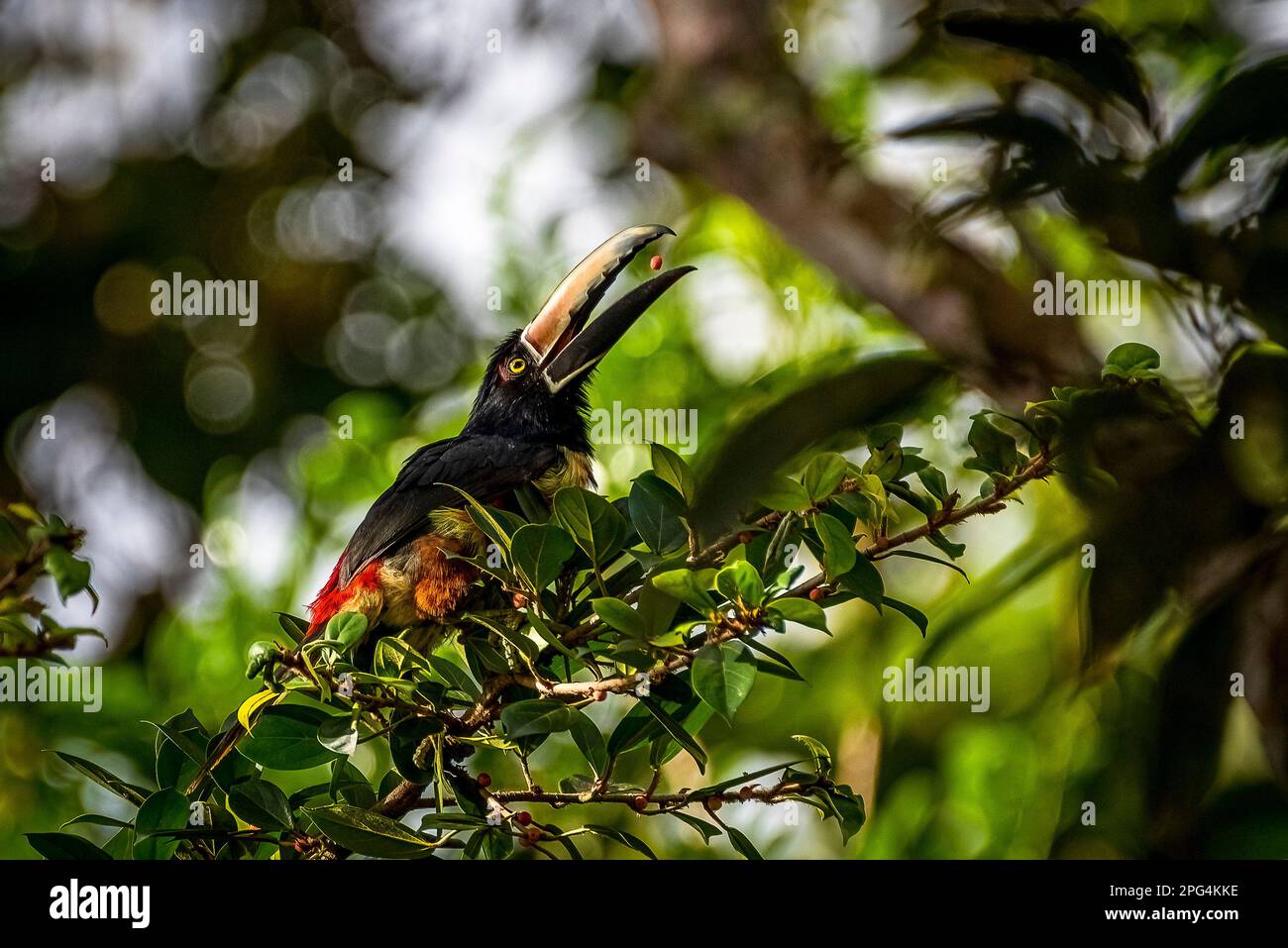 Arassari mit Kragen, die Beeren auf Baumbildern fütterte, die im Regenwald von Panama aufgenommen wurden Stockfoto