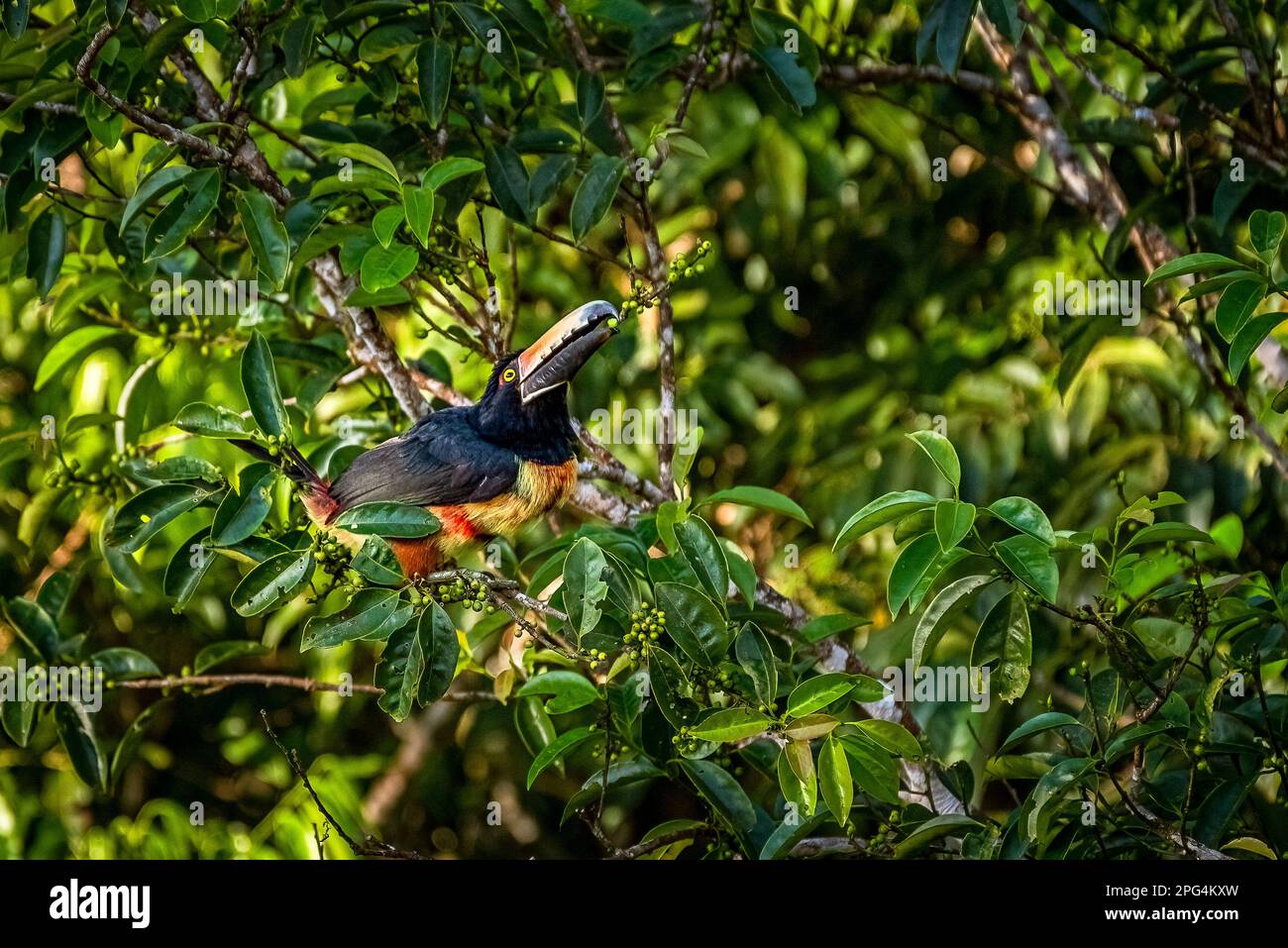 Arassari mit Kragen, die Beeren auf Baumbildern fütterte, die im Regenwald von Panama aufgenommen wurden Stockfoto