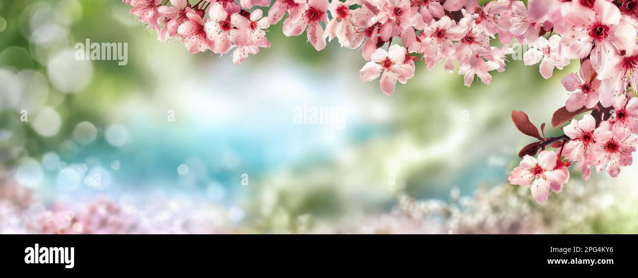 Frühlingshintergrund mit pinkfarbenen Kirschblüten und wunderschönem Bokeh-Naturhintergrund in Grün- und Blautönen, Breitformat Stockfoto Frühlingshintergrund mit pinkfarbenen Kirschblüten und wunderschönem Bokeh-Naturhintergrund in Grün- und Blautönen, Breitformat Stockfoto