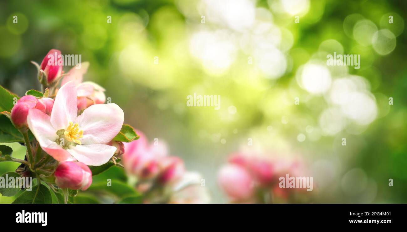 Wunderschöne Frühlingsszene mit rosafarbenen Blüten im Vordergrund und Bokeh-Hintergrund mit leuchtend grünem Laub und Sonnenlicht Stockfoto