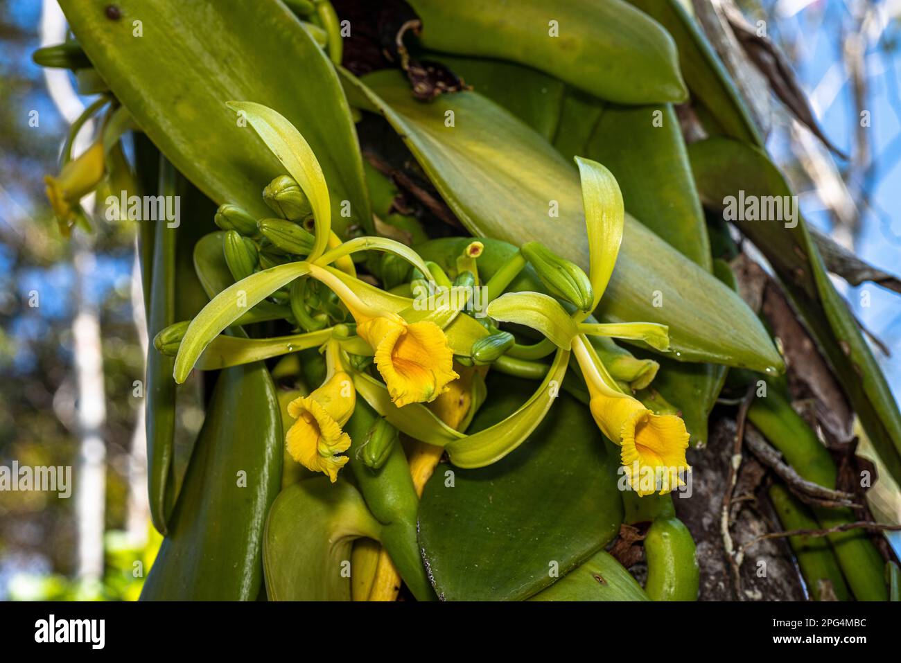 Mehrfache Blüten gelber Vanille-Orchideen in Blüte Stockfoto