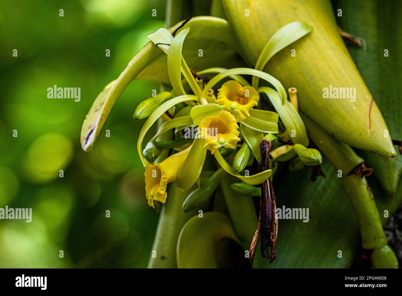 3 gelbe Vanille-Orchideenblüten Stockfoto