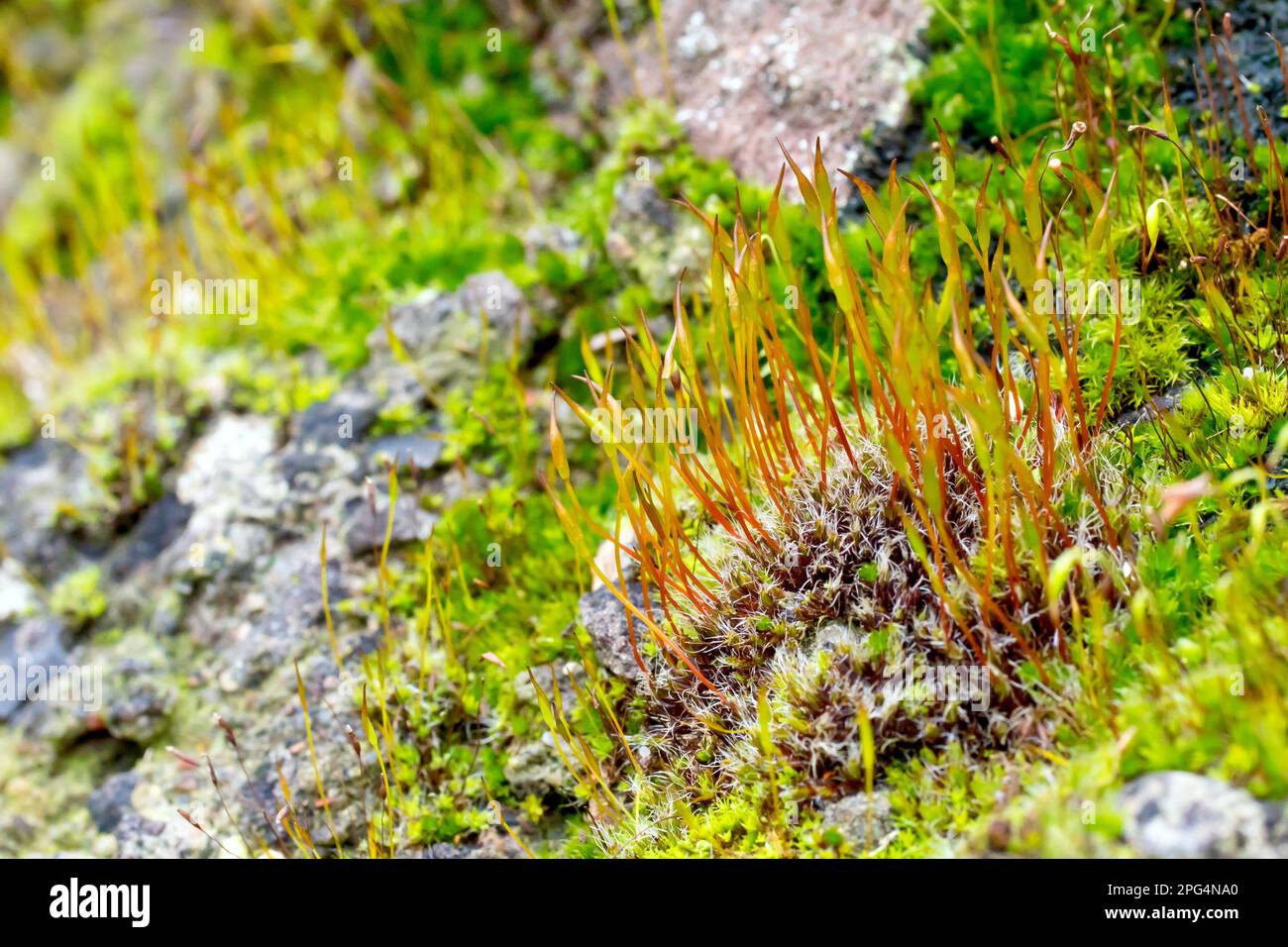 Nahaufnahme der Kapseln, die aus einem Tüpfelchen Moos wachsen, höchstwahrscheinlich Wall Screw-Moos (Tortula muralis), möglicherweise Redshank Moss (Ceratodon purpureus). Stockfoto