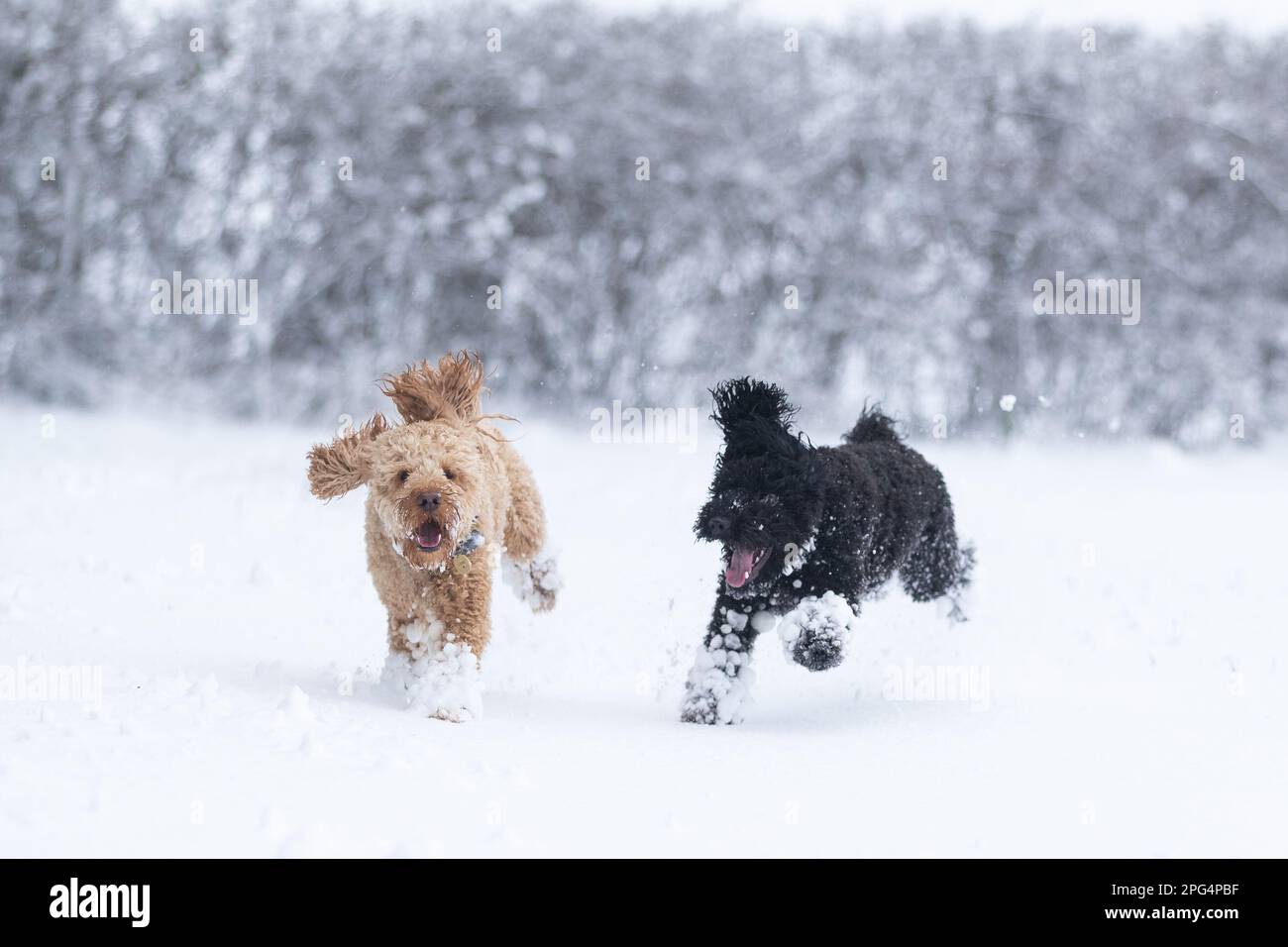 Hunde spielen im Schnee Stockfoto