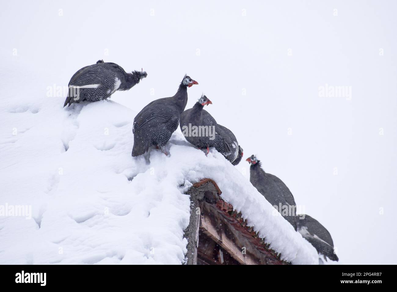 Helmfarbene Perlhühner, die im verschneiten Winter auf dem Dach sitzen. Numida meleagris Stockfoto