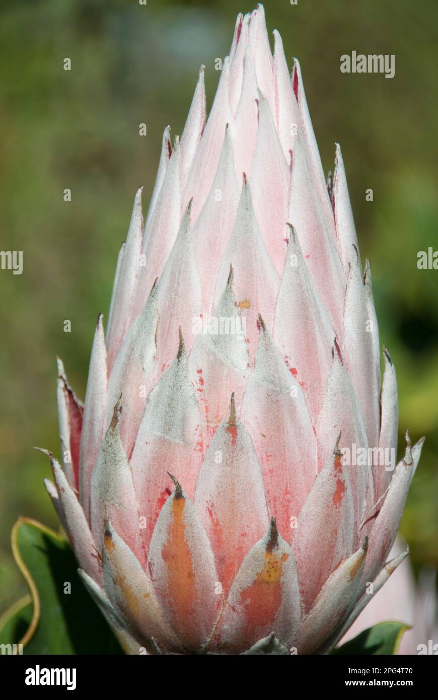 Protea Flowers – Nahaufnahme Stockfoto