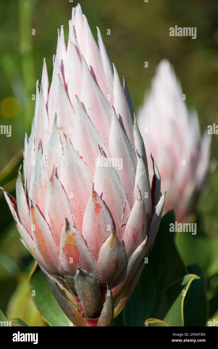 Protea Flowers – Nahaufnahme Stockfoto