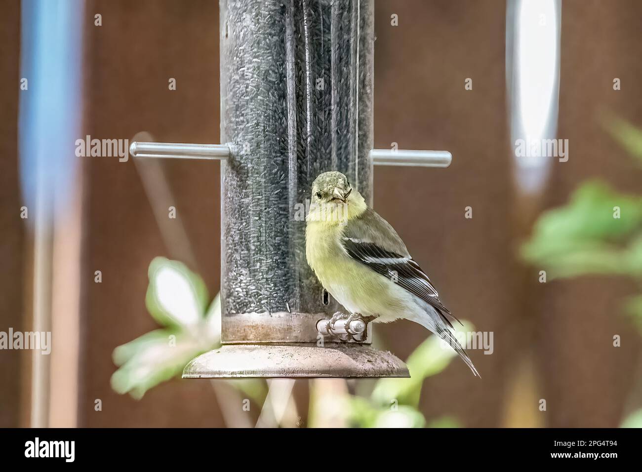An einem Frühlingsmorgen in Taylors Falls, Minnesota, USA, liegt ein amerikanischer Goldfink hoch oben auf einer Distelzuführung im Hinterhof mit einem Stück Muschel im Schnabel. Stockfoto