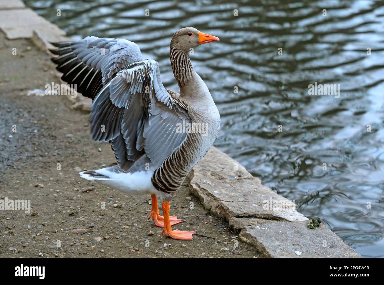 Grylag-Gans, die ihre Flügel ausbreitet. Der Vogel steht am Rand eines Sees. Greylag Goose (Anser anser) in Beckenham, Kent, Großbritannien. Stockfoto
