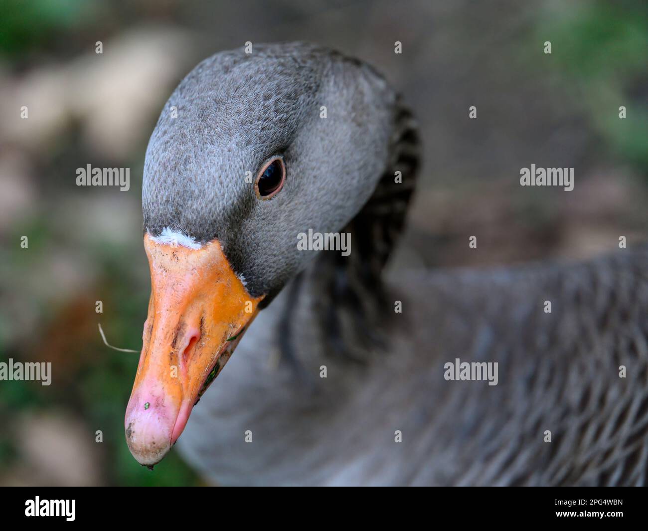 Greylag-Gans sieht nach links aus. Nahaufnahme des grauen Kopfes des Vogels mit orangefarbenem Schnabel. Greylag Goose (Anser anser) in Beckenham, Kent, Großbritannien. Stockfoto