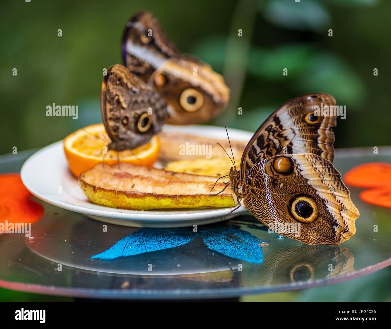 Nahaufnahme eines Eulen-Schmetterlings (caligo Species) in einem Zoo Stockfoto