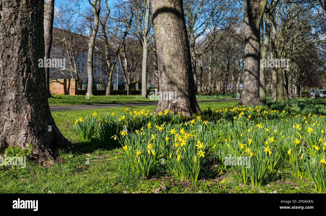 Frühlingsnarzissen wachsen im Park in Sunshine, Edinburgh, Schottland, Großbritannien Stockfoto