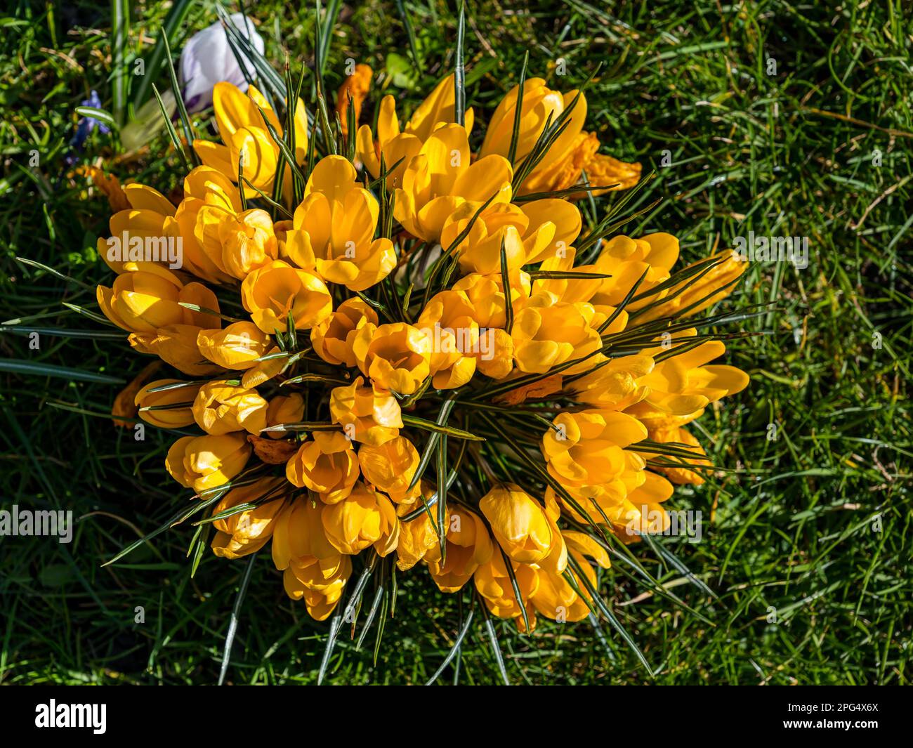 Nahaufnahme eines Klumpens gelber Frühlingskrokusse, Schottland, Großbritannien Stockfoto