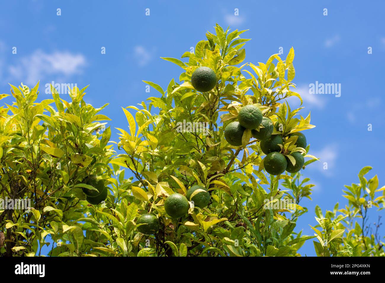 Unreife Zitronen auf dem Baum Stockfoto