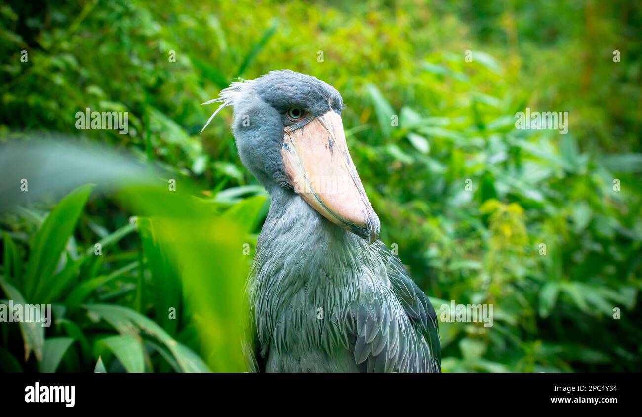 Sehr selten und schön der Schuhschnabel Balaeniceps rex, das beste Foto. Stockfoto