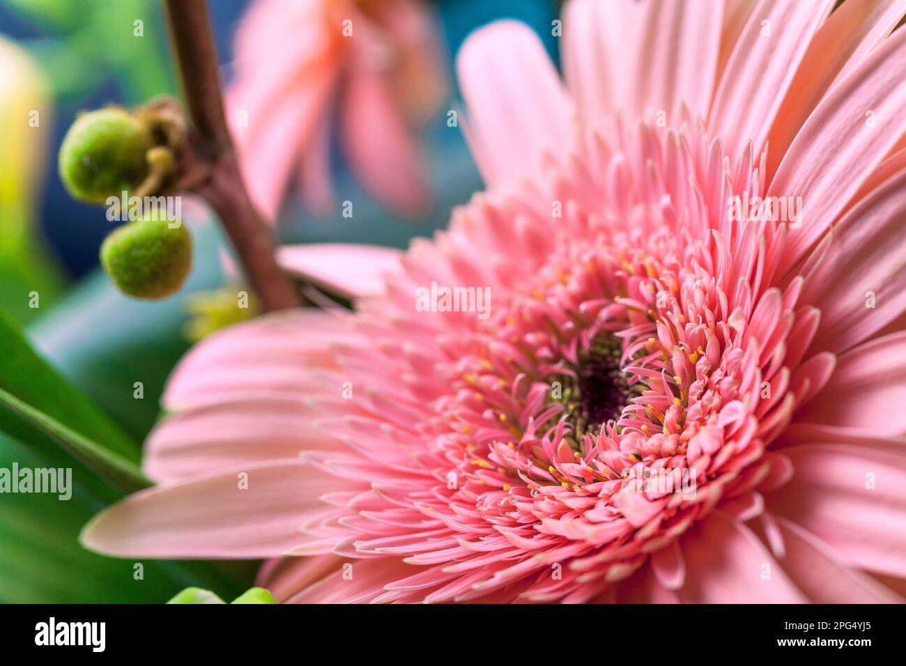 Gerbera Jamesonii mit rosa Blütenblättern in Form einer Gänseblümchen mit Knospen und verschwommener Natur im Hintergrund. Dekorative Blume für Blumensträuße. Stockfoto