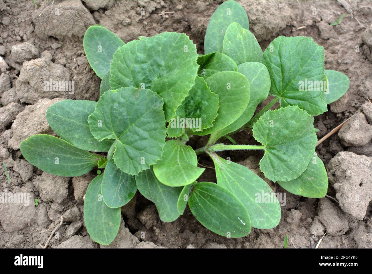 Junge Setzlinge von Zucchini wachsen auf offenem organischem Boden Stockfoto