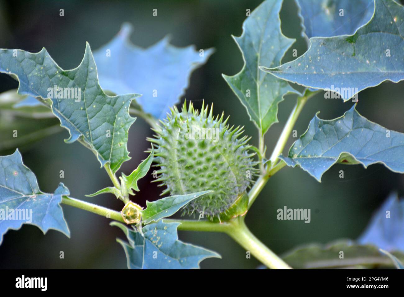 In der Wildnis wächst eine giftige Heilpflanze - Datura stramonium Stockfoto
