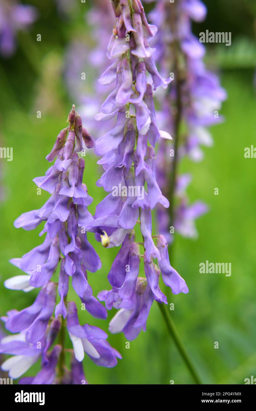 Vicia tenuifolia blüht auf der Wiese in freier Wildbahn Stockfoto