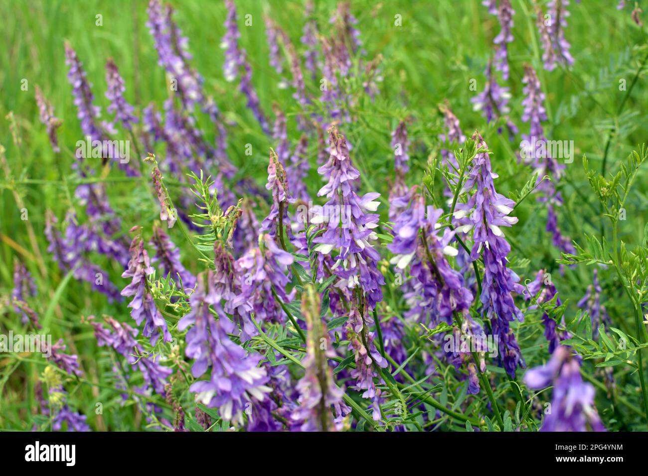 Vicia tenuifolia blüht auf der Wiese in freier Wildbahn Stockfoto