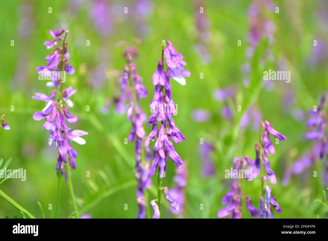 Vicia tenuifolia blüht auf der Wiese in freier Wildbahn Stockfoto