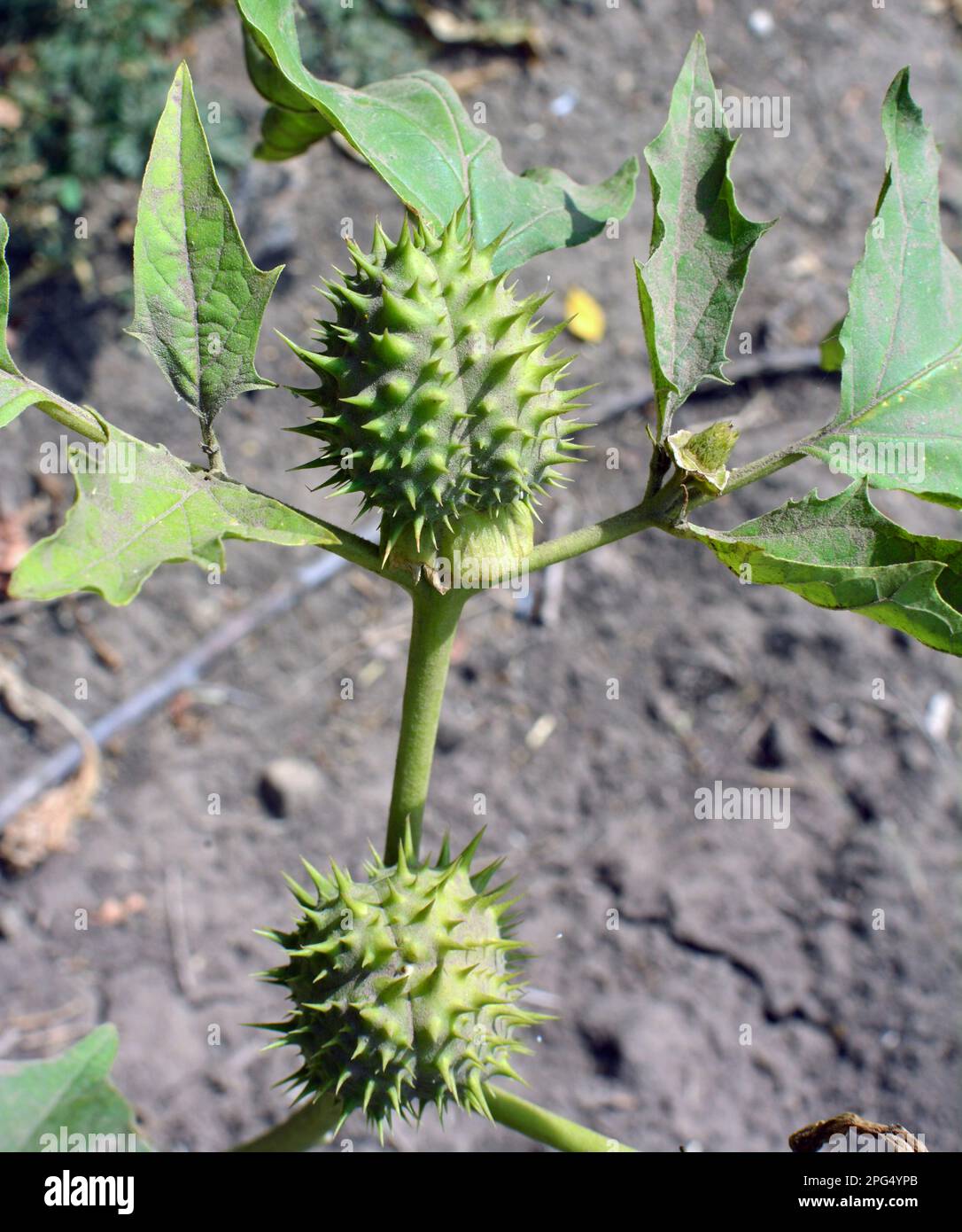 In der Wildnis wächst eine giftige Heilpflanze - Datura stramonium Stockfoto